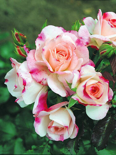 Hauptbild des Artikels "Zierstrauchrose Rosenstadt Freising"