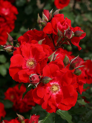 Zierstrauchrose Roter Korsar