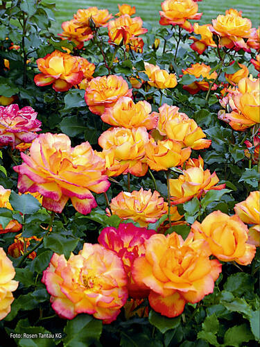 Hauptbild des Artikels "Zierstrauchrose Sahara"