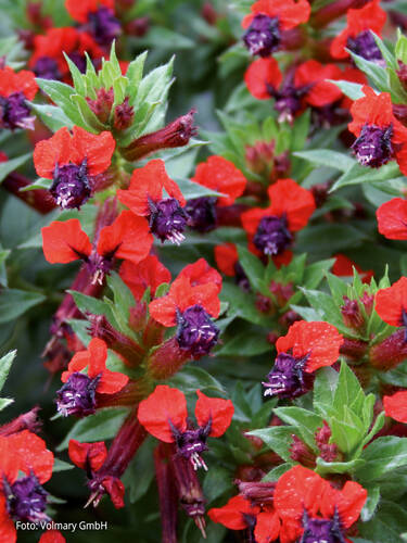 Hauptbild des Artikels "Zigarettenblmchen Tiny Mice" (Bildbeschreibung ist in Arbeit)