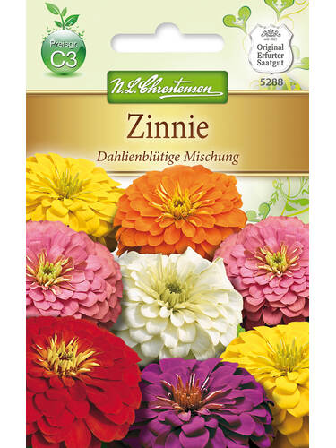 Zinnie Dahlienbltige Mischung