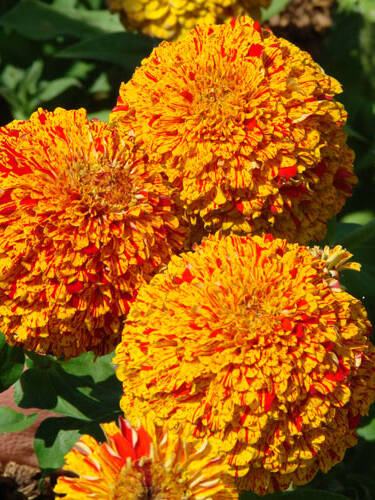 Hauptbild des Artikels "Zinnie Pop Art Red/Yellow"