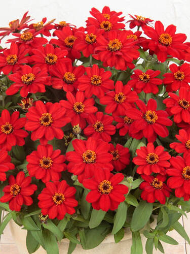 Hauptbild des Artikels "Zinnie Profusion Red"