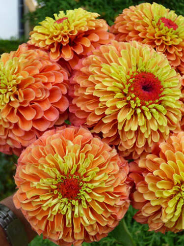 Hauptbild des Artikels "Zinnie Queeny Lime Orange"