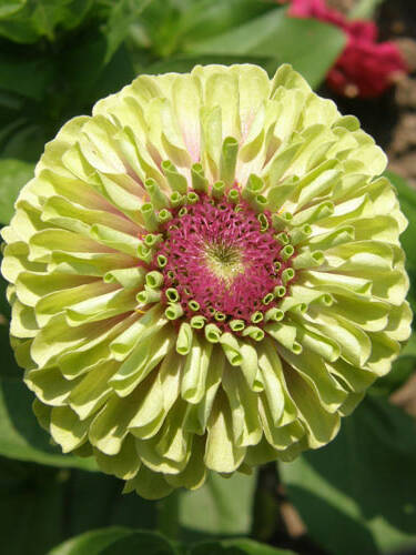 Hauptbild des Artikels "Zinnie Queeny Lime with Blotch"