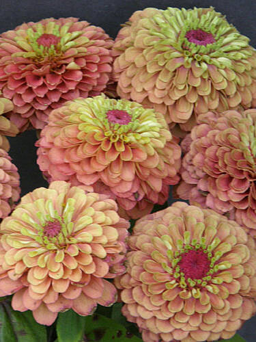 Hauptbild des Artikels "Zinnie Queeny Red Lime"