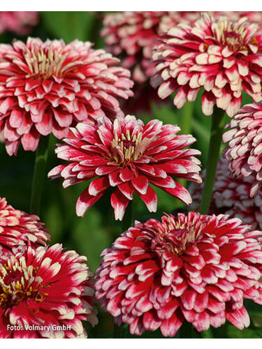 Hauptbild des Artikels "Zinnie Radiant Cherry & White" aus der Kategorie "Blumen Jungpflanzen"