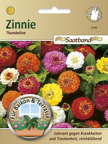 Zinnie Thumbelina
