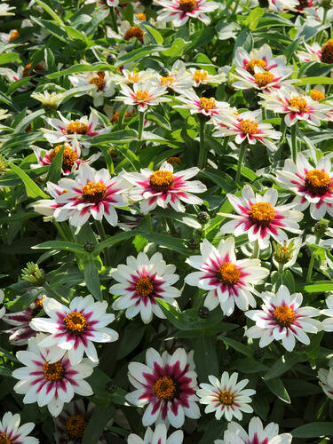 Hauptbild des Artikels "Zinnie Zahara Starlight Rose, F1"