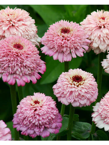 Hauptbild des Artikels "Zinnie Zinderella Lilac"