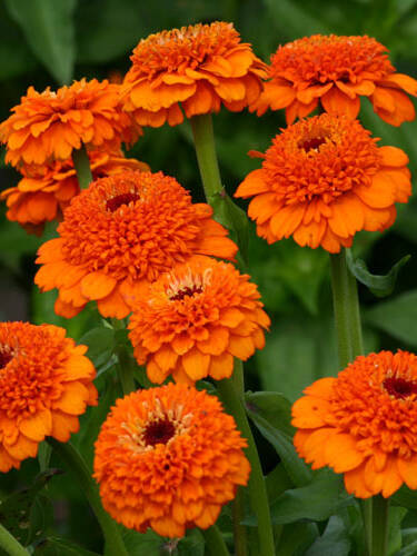 Hauptbild des Artikels "Zinnie Zinderella Orange"