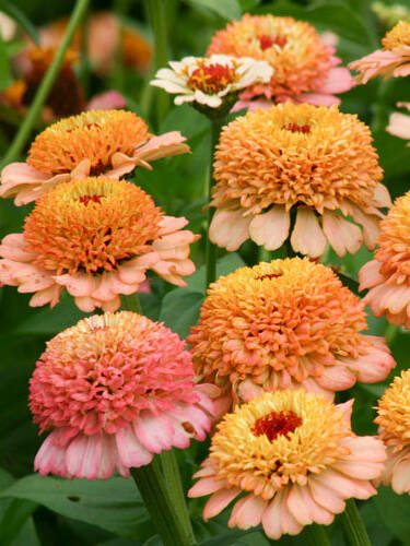 Hauptbild des Artikels "Zinnie Zinderella Peach"