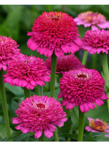 Hauptbild des Artikels "Zinnie Zinderella Purple"