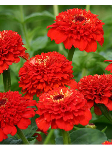Hauptbild des Artikels "Zinnie Zinderella Red"