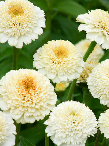 Hauptbild des Artikels "Zinnie Zinderella White"