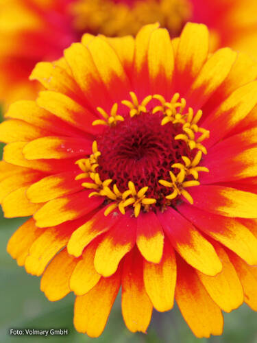 Hauptbild des Artikels "Zinnie Zowie Yellow Flame, F1"