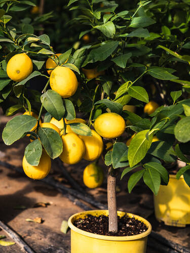 Kübelpflanze - Zitronenbäumchen