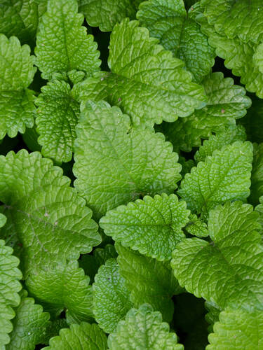 Hauptbild des Artikels "Zitronenmelisse" (Bildbeschreibung ist in Arbeit)