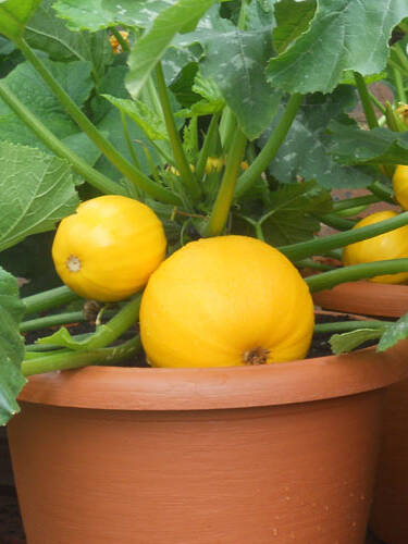 Hauptbild des Artikels "Zucchini Summer Ball F1"