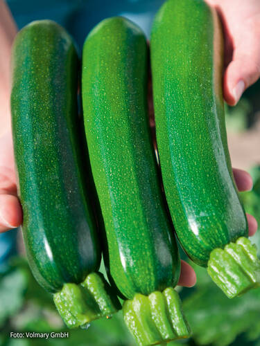 Hauptbild des Artikels "Zucchini Zodiac, F1 (unveredelt)" aus der Kategorie "Gemsejungpflanzen"