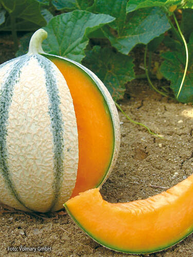 Hauptbild des Artikels "Zuckermelone Anasta, F1 (veredelt)"