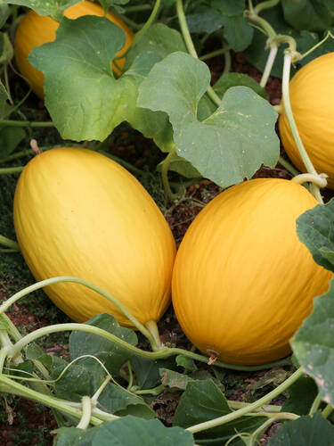 Hauptbild des Artikels "Zuckermelone Mangomel, F1"