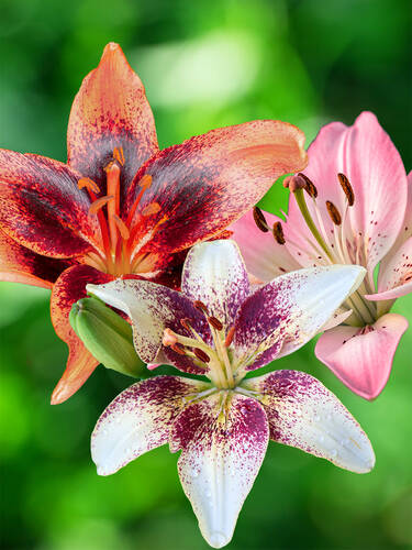 Hauptbild des Artikels "Zweifarbige Lilien Mischung" (Bildbeschreibung ist in Arbeit)
