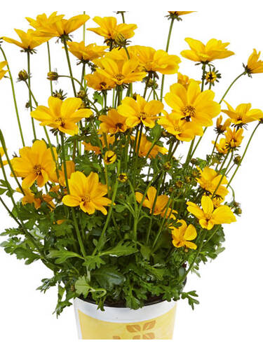 Hauptbild des Artikels "Zweizahn Efraim's Gold" aus der Kategorie "Blumen Jungpflanzen"