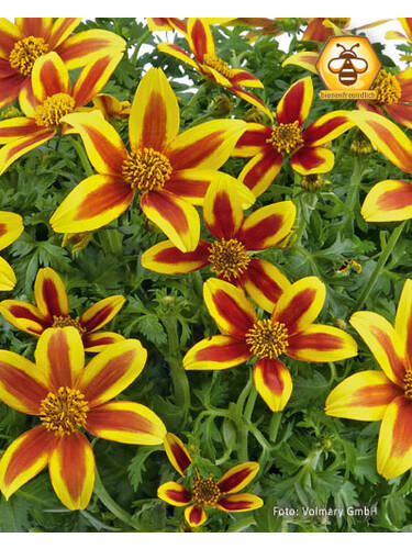 Hauptbild des Artikels "Zweizahn Hawaiian Flare Yellow Red Star" aus der Kategorie "Blumen Jungpflanzen"