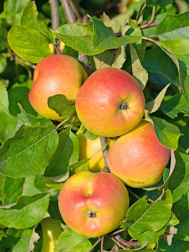 Apfelbaum - Zwerg-Apfel Pidi