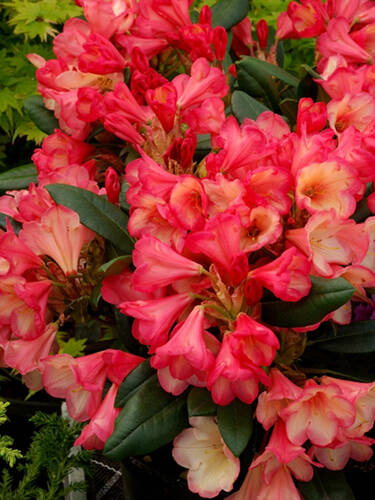Ziergehölze - Zwerg-Ball-Rhododendron Barbarella