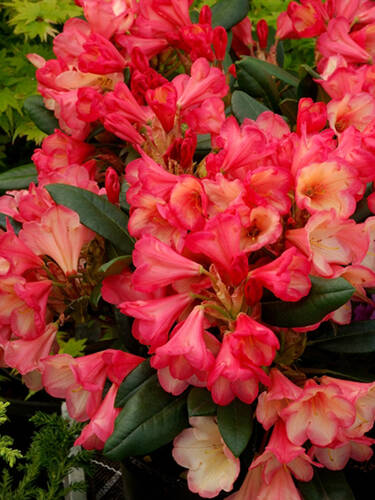 Ziergehlze - Zwerg-Ball-Rhododendron Barbarella