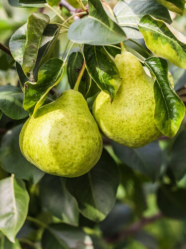 Hauptbild des Artikels "Zwerg-Birne Garden Pearl" aus der Kategorie "Birnbaum"