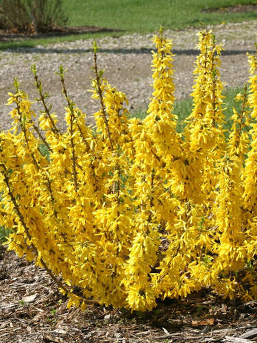 Hauptbild des Artikels "Zwerg-Forsythie Nimbus"