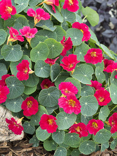Hauptbild des Artikels "Zwerg-Kapuzinerkresse Baby Rose"