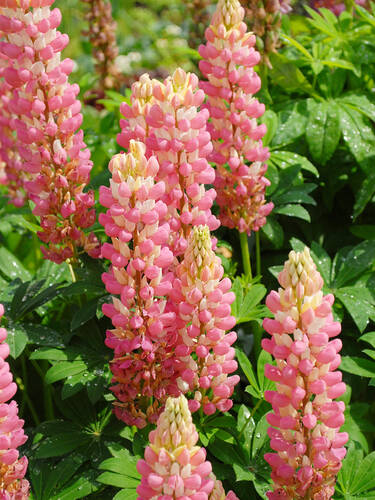 Hauptbild des Artikels "Zwerg-Lupine Camelot Rose"