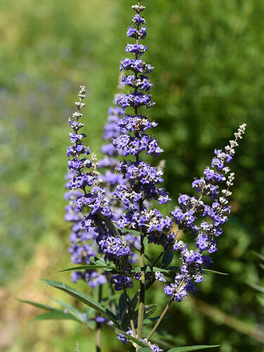 Hauptbild des Artikels "Zwerg-Mnchspfeffer Magical Summertime Blue" (Bildbeschreibung ist in Arbeit)