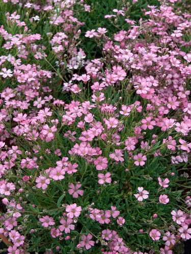 Pflanzen - Zwerg-Schleierkraut Rosea