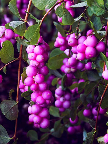 Hauptbild des Artikels "Zwerg-Schneebeere Little Berry"