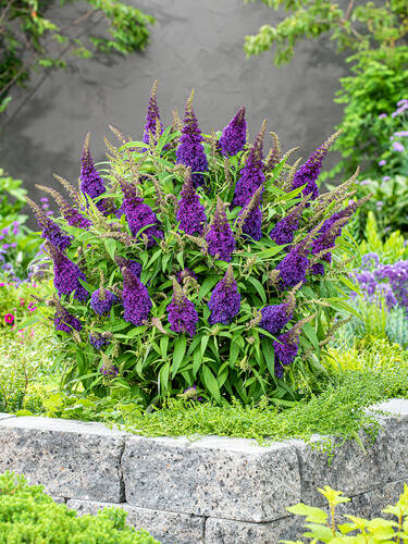 Hauptbild des Artikels "Zwerg-Sommerflieder Butterfly Candy Little Purple" aus der Kategorie "Ziergehlze"