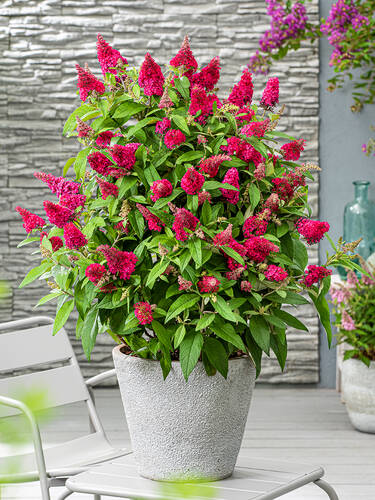 Hauptbild des Artikels "Zwerg-Sommerflieder Butterfly Candy Little Ruby" aus der Kategorie "Ziergehlze"