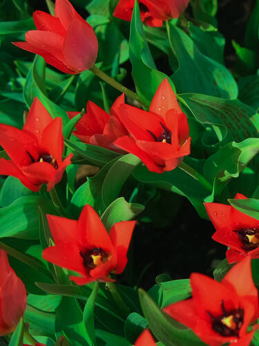 Hauptbild des Artikels "Zwerg-Tulpe Lizzy"