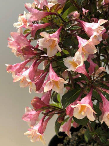 Hauptbild des Artikels "Zwerg-Weigelia Vintage Love"
