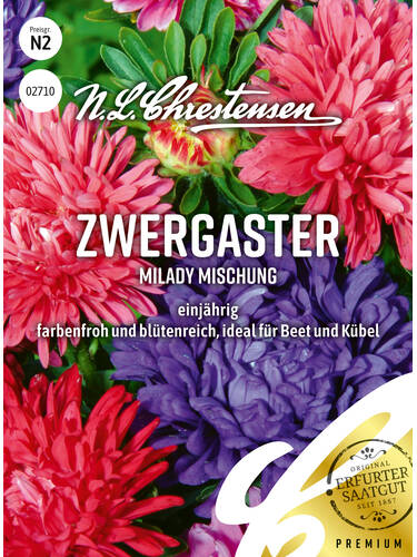 Zwergaster MiLady Mischung