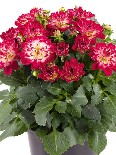Hauptbild des Artikels "Zwergdahlie Dalina Mini Cruzilia" aus der Kategorie "Blumen Jungpflanzen"