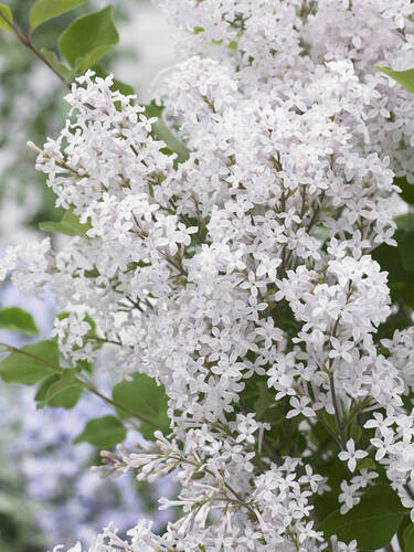 Ziergehlze - Zwergflieder Flowerfesta White, PBR