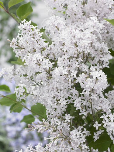 Hauptbild des Artikels "Zwergflieder Flowerfesta White, PBR"