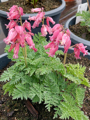 Hauptbild des Artikels "Zwergige Herzblume Luxuriant" aus der Kategorie "Pflanzen"