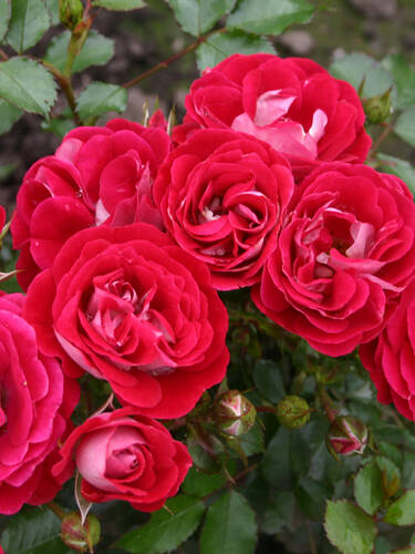 Hauptbild des Artikels "Zwergrose Corazon"