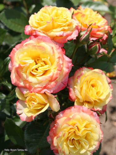 Hauptbild des Artikels "Zwergrose Tropical Clementine" (Bildbeschreibung ist in Arbeit)